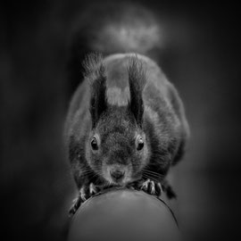 Eichhörnchen