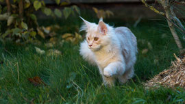 Wolly (8. November 2025)