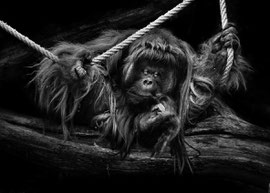 Orang-Utan