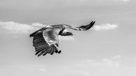 Geier im Flug