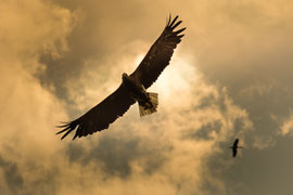 Adler im Gegenlicht