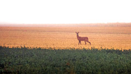 Herbstfarben