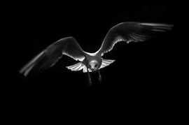 Möwe im Gegenlicht