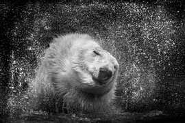Schüttelbär