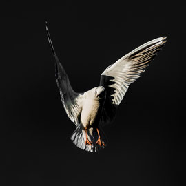 Möwe im Flug