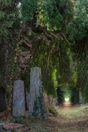 Zentralfriedhof