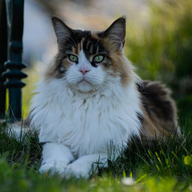 Domino