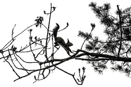 Eichhörnchen