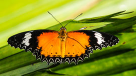 Schmetterling