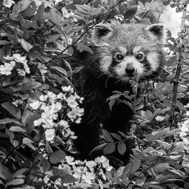 Roter Panda