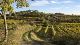 Weingärtrn bei Langenlois (Waldviertel)