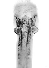 Sieh´mir in die Augen, Kleines