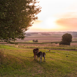 Auf der Weide (2023)
