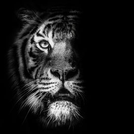 Tiger im Schatten