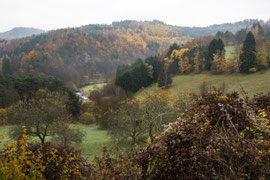 Nahe Semftenberg (Waldviertel)