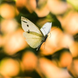 Schmetterling