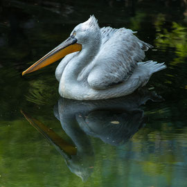 Pelikan