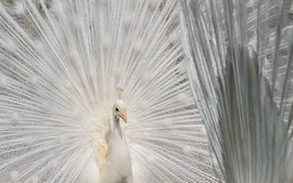 Pfau