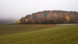 Zwischen St.Leonhard und Gars am Kamp (Waldviertel)