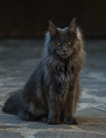 Bluey (März 2026)