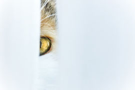 Hinter dem Vorhang