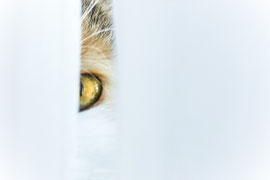 Hinter dem Vorhang