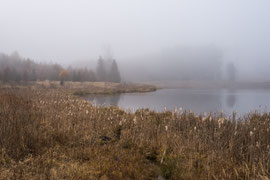Gegend bnei Allentsteig (Waldviertel)