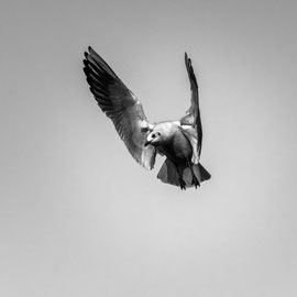 Lachmöwe
