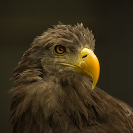 Adler