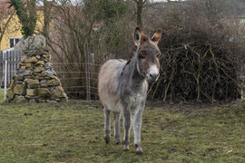 Leopoldine (Februar 2023)