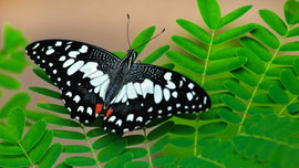 Schmetterling