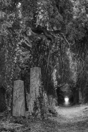 Wiener Zentralfriedhof