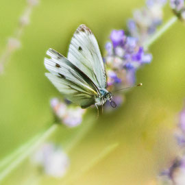 Schmetterling