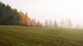 Irgendwo im Waldviertel