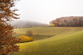 Gegend Zwischen Gföhl und St. Leonhart (Waldviertel)