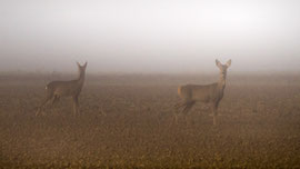 Rehe im Nebel