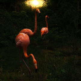 Flamingo-sunset