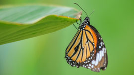 Schmetterling