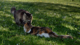 Domi & Pixie 2024