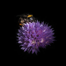 Hummel