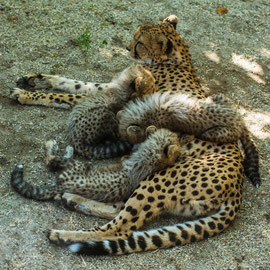 Familie