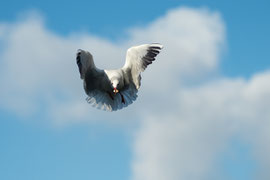 Möwe