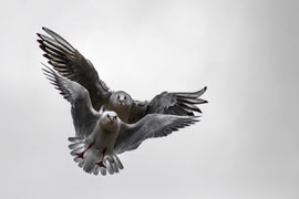 Synchronflug