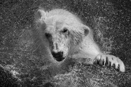 Eisbär