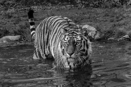 Tiger am Teich