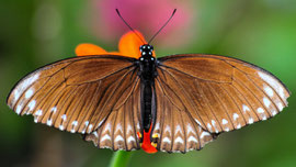 Schmetterling