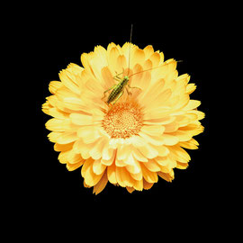 Heuschrecke auf Ringelblume