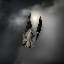 Möwe