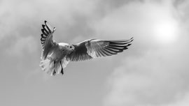 Flugstudie einer Lach-Möwe
