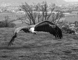 Geier im Anflug